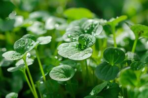 ai generato avvicinamento di crescione con Guazza vetrine il freschezza e verde vivacità nel natura foto