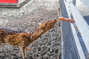 un asse cervo a il zoo essere alimentato di visitatori foto