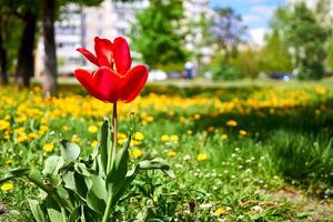 ha aperto testa di un' rosso tulipano con stami su un' prato nel un' città parco foto