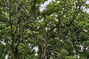 verde corona di un' grande forte vecchio albero con diffusione rami foto