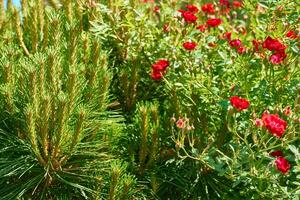 paesaggistica.giovane spara di decorativo verde abete rosso, arrampicata rosa foto