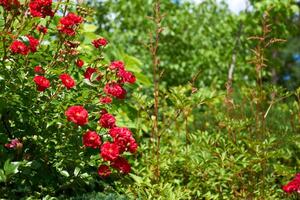 paesaggio, giardinaggio. rosso arrampicata rosa cespuglio nel un' verde parco foto