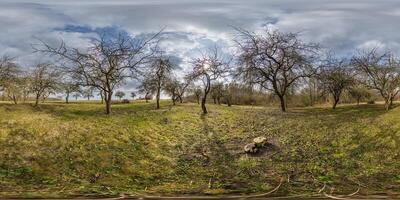 360 hdri nel Mela giardino frutteto con goffo e nodose rami nel equirettangolare senza soluzione di continuità sferico proiezione foto