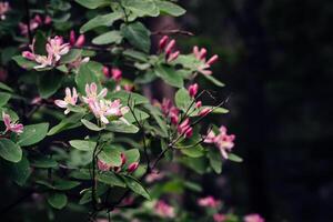 bellissimo caprifoglio cespuglio con rosa fiori. surreale buio natura sfondo. primavera fondale foto