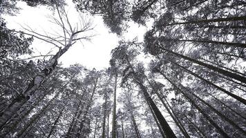 bellissimo Visualizza di foresta e Treetops nel inverno. media. inverno foresta con puro bianca neve e spoglio alberi. bellissimo foresta su inverno giorno foto