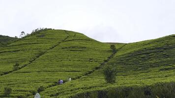 pittoresco Visualizza di tè campi. azione. Linee con verde cespugli su terrazze di tè piantagioni. bellissimo verde terrazze con cespugli e fioritura tè foto