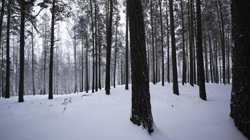 bellissimo Visualizza nel inverno foresta nel nevicata. media. inverno foresta nel nevoso tempo atmosferico. bellissimo camminare nel inverno neve foresta foto