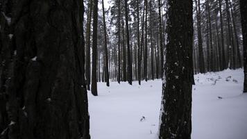 bellissimo Visualizza nel inverno foresta nel nevicata. media. inverno foresta nel nevoso tempo atmosferico. bellissimo camminare nel inverno neve foresta foto