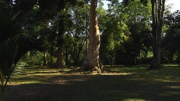 bellissimo alberi nel parco su soleggiato estate giorno. azione. bellissimo calmante paesaggio di verde parco con grande alberi su soleggiato giorno. ben mantenuto parco con verde alberi su soleggiato estate giorno foto