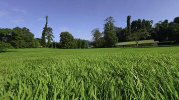 avvicinamento di bellissimo verde prato nel parco. azione. movimento su superficie di verde prato nel parco su soleggiato estate giorno. bellissimo ben curato prato nel parco foto