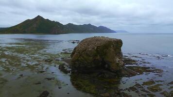 roccioso pietra nel mare su costa. clip. superiore Visualizza di roccia nel mare vicino riva con alghe dopo tempesta. settentrionale paesaggio di costa con rocce su nuvoloso estate giorno foto
