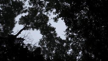 parte inferiore Visualizza di corone di verde alberi contro cielo. clip. denso corona di alberi e arbusti contro cielo. Visualizza a partire dal sotto di verde alberi di denso foresta con freddo nebbia foto