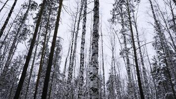 nevoso inverno pendenza e betulla albero foresta. media. bellissimo inverno paesaggio, calma smettere giorno nel boschi. foto
