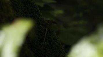 vicino su di lucertola su un' muschioso albero tronco. creativo. naturale sfondo con verde natura e lucertola. foto