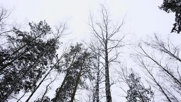 tronchi e cime di il alto pini nel il inverno nevoso foresta contro il nuvoloso cielo. media. parte inferiore su Visualizza a nuvoloso ventoso giorno. foto