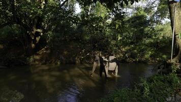 bellissimo giocoso elefante bagnarsi nel il fiume. azione. tropicale verde foresta e sporco Marrone fiume. foto