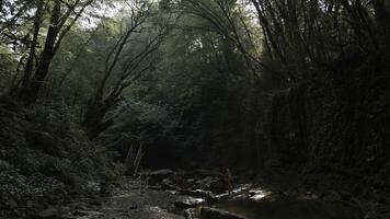 escursionisti madre e ragazzo in piedi nel giungle vicino freddo flusso. creativo. lussureggiante verde foresta e fiume. foto