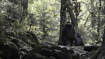 indietro Visualizza di donne e un' bambino passeggiando lungo nazionale parco. creativo. famiglia turisti godere autunno camminare in giro pittoresco, lussureggiante foresta con alto alberi. foto