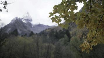 alto montagne coperto di neve dietro a albero ramo. creativo. giallo autunno le foglie con foreste colline dietro. foto