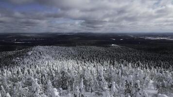 lento movimento aereo Visualizza di nevoso alberi nel bellissimo inverno foresta. clip. inverno paesaggio nel congelato montagne natura. foto