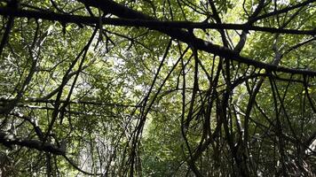 in movimento attraverso un' tropicale foresta con grande alberi e verde corone. azione. Basso angolo Visualizza di sospeso rami con verde le foglie. foto