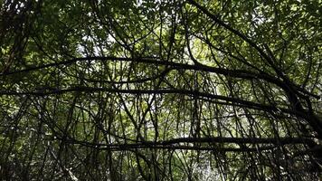 in movimento attraverso un' tropicale foresta con grande alberi e verde corone. azione. Basso angolo Visualizza di sospeso rami con verde le foglie. foto