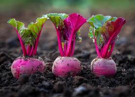 ai generato fresco biologico Ravanelli in crescita nel il giardino foto