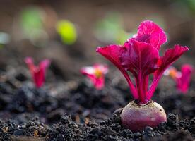 ai generato rosso barbabietola in crescita nel il giardino foto