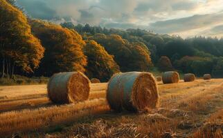 ai generato fieno balle su il campo dopo raccogliere foto