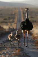 ai generato un' africano gigante struzzo con bambino uccelli a piedi su un' sporco strada nel il deserto foto