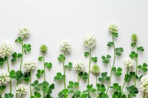 ai generato trifoglio fiori e verde le foglie su bianca sfondo superiore Visualizza foto