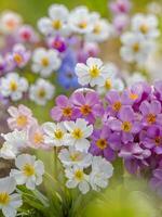 ai generato un' gruppo di viola e bianca fiori - bellissimo primavera fiori sfondo foto