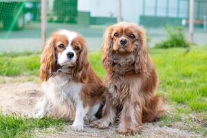 Due di razza cani cavaliere re charles spaniel senza un' guinzaglio nel natura. Marrone colore foto