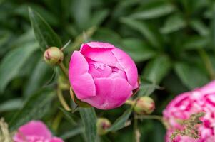 rosa mini cuffie di a forma di peonia fiori fioritura contro un' sfondo di peonie giardino di chiuso peonie foto