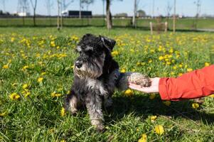 miniatura schnauzer dà un' zampa per il proprietario, si siede su il erba e trasformato lontano foto