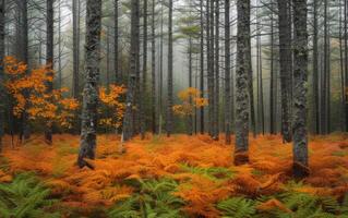 ai generato autunnale foresta ambiance foto