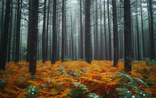 ai generato nebbioso foresta con autunno felci foto