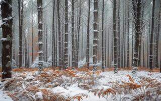 ai generato nebbioso inverno foresta foto