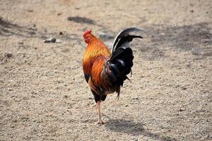 brillantemente colorato piume su un' Gallo foto