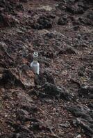 disseminato bicchiere bottiglia su il rocce foto