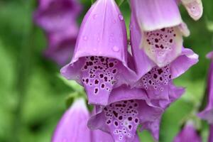 rugiada gocce su fioritura viola digitale fiore foto