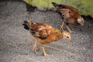 paio di bambino pulcini ricerca per cibo foto