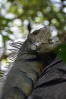 Eccezionale vicino su un iguana con spine foto