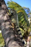 verde iguana lucertola arrampicata su un' palma albero foto