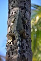 palma albero con un iguana arrampicata il tronco foto