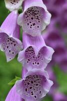 leggero viola fioritura digitale pianta nel fioritura foto
