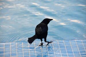 Comune grackle con il suo piede sollevato nel acqua foto