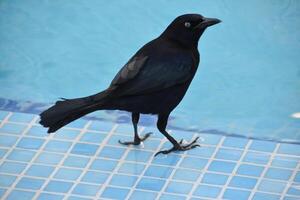 Comune grackle in piedi di un' piscina nel il estate foto