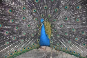 brillante pavone con colorato piumaggio su Schermo foto