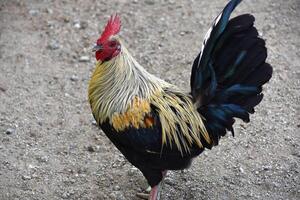 su vicino con un' colorato Gallo foto